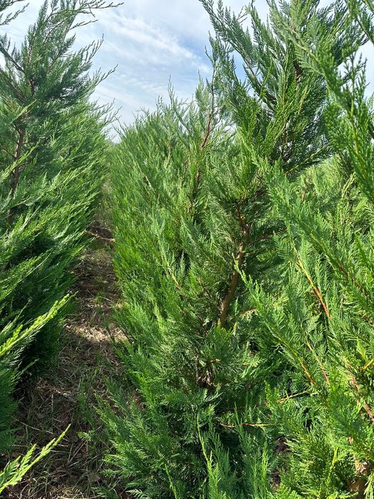 Leylandii gard viu etc, Tuia smarald, Chiparos Leylandii extra calitat