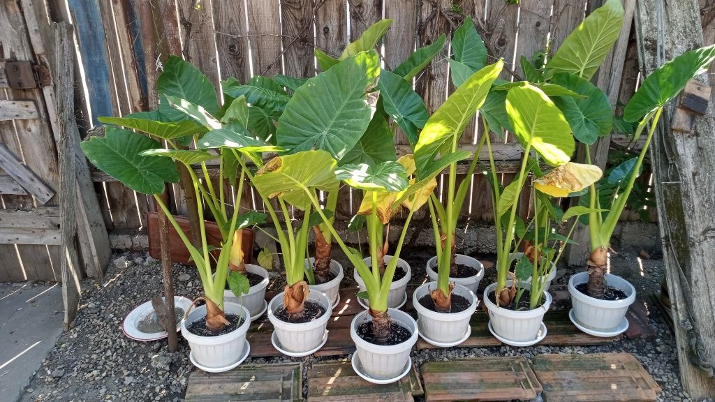 Plante ornamentale Alocasia.