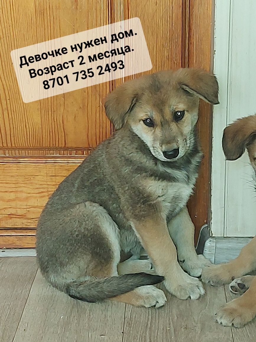Собачки ищут дом!