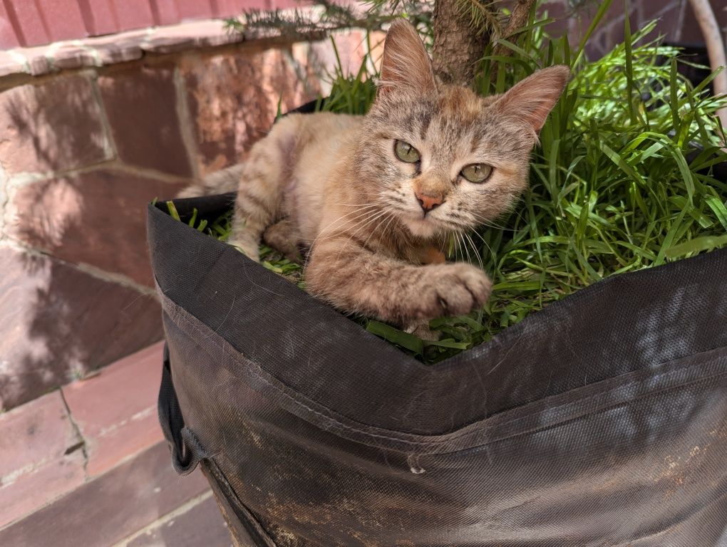 Кошка в добрые руки