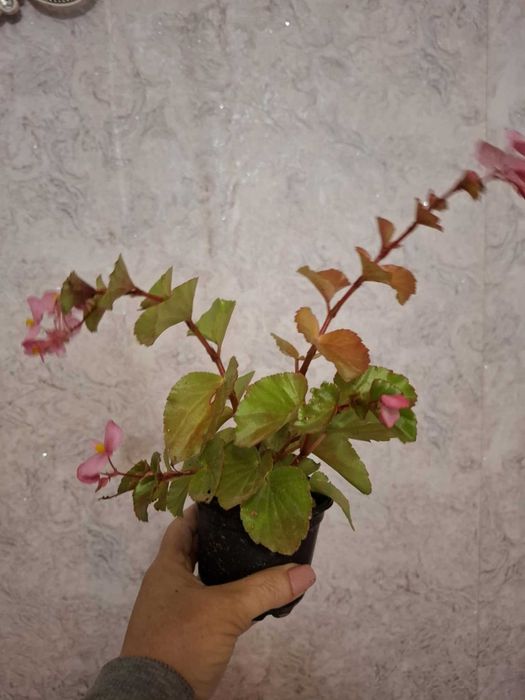 Стайна    Бегония