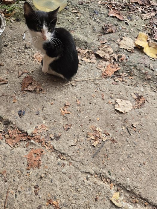 Ofer pisicuti spre adoptie