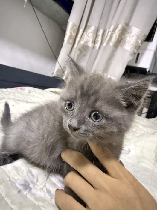 Отдам в добрые руки котят!