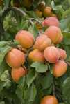 Pomi Fructiferi Columnari (Soiuri De Cais )