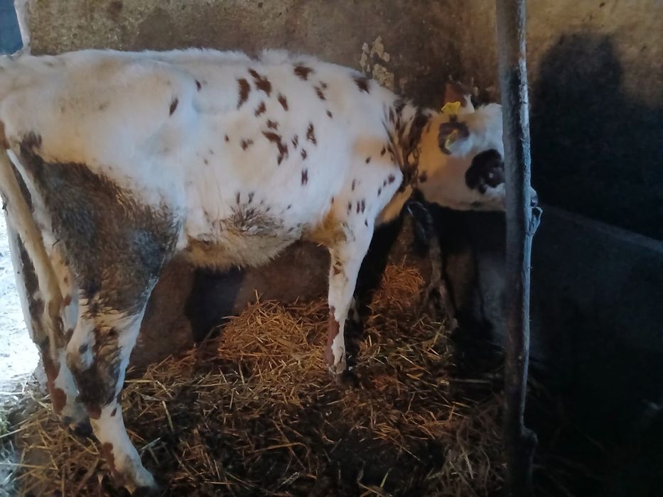 Vand jurinca de 9 luni