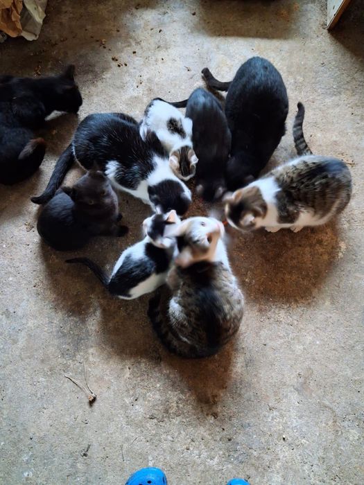 Donez pisicutele din imagini