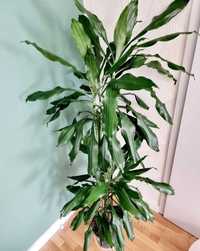 Planta mare de camere inaltime 160cm Dracena purifica aerul, fara ghiv