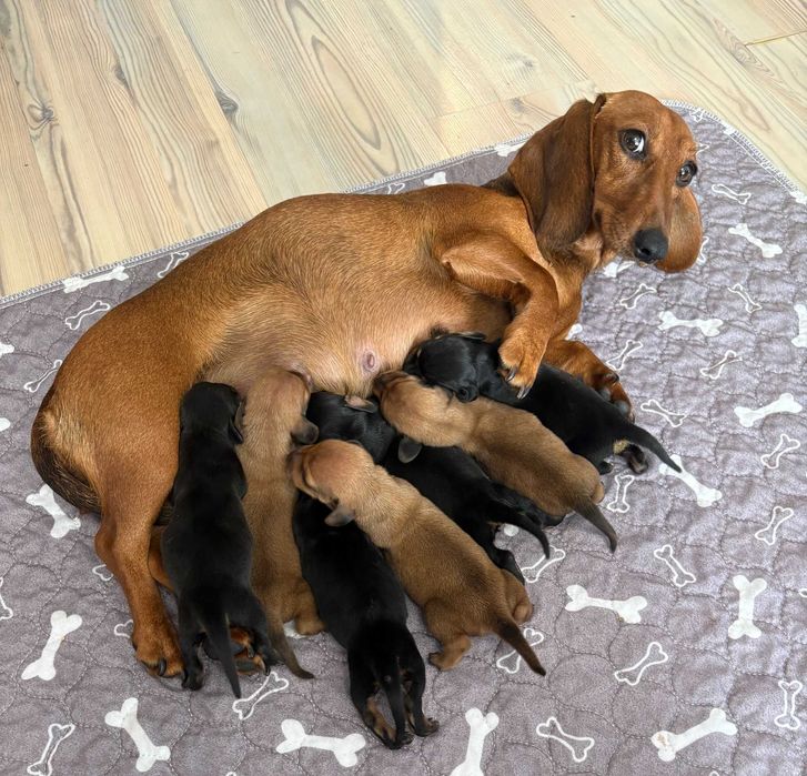 Pui șoricar (Teckel pitic, Dachshund)