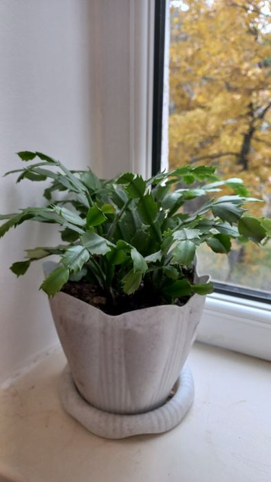 Комнатные цветок: Декабрист