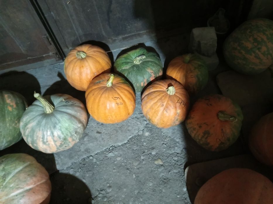 Продам оптом тыкву