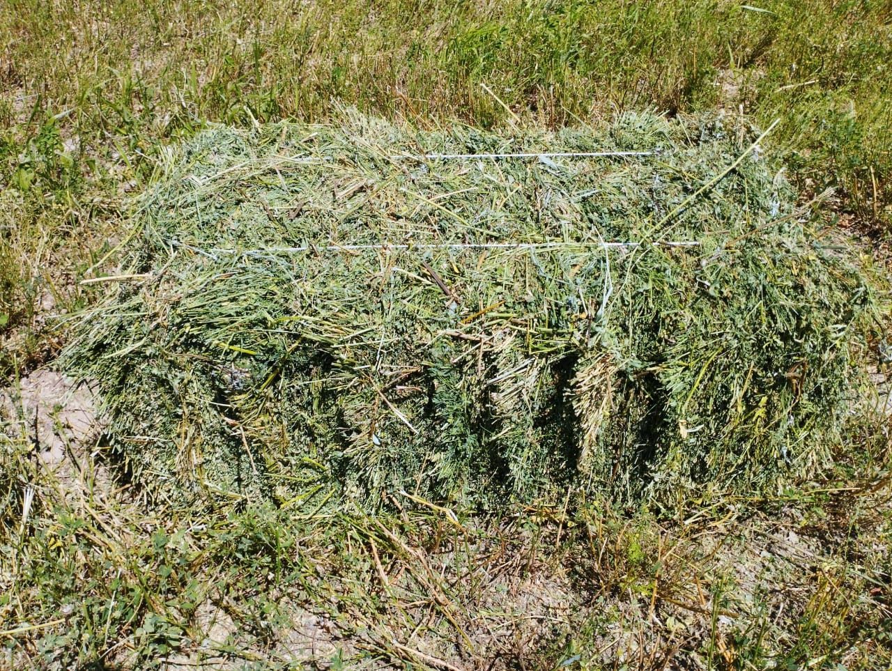 Сено разных сортов.