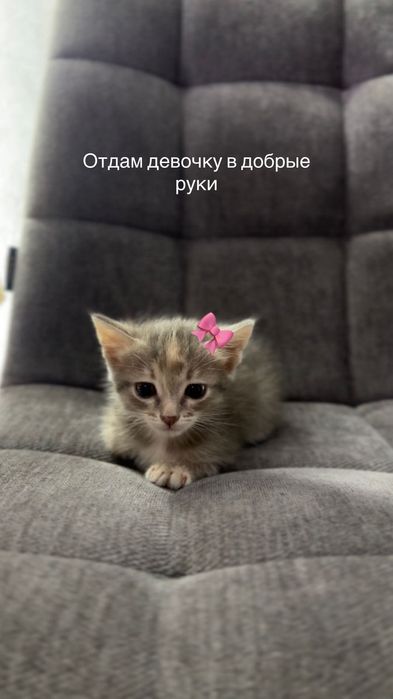 Котенок в добрые руки