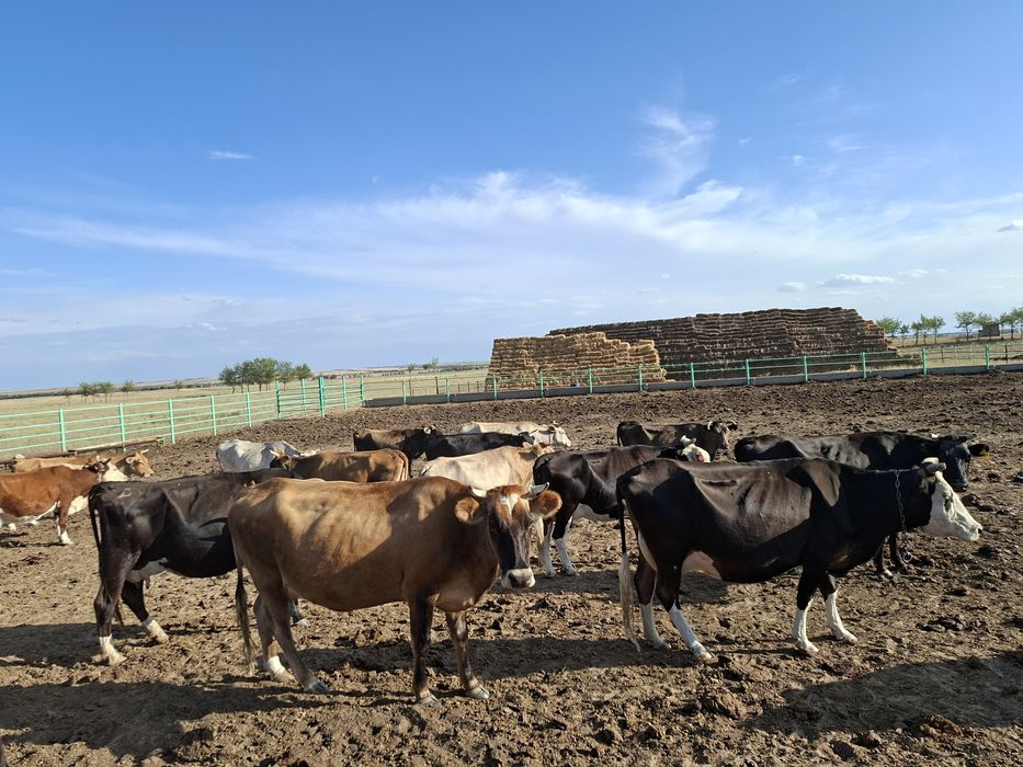 Продам дойных коров 28 голов