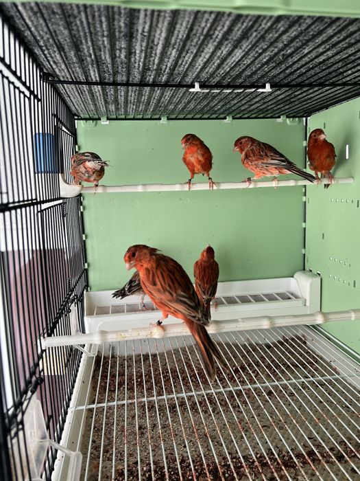 Canari de vanzare