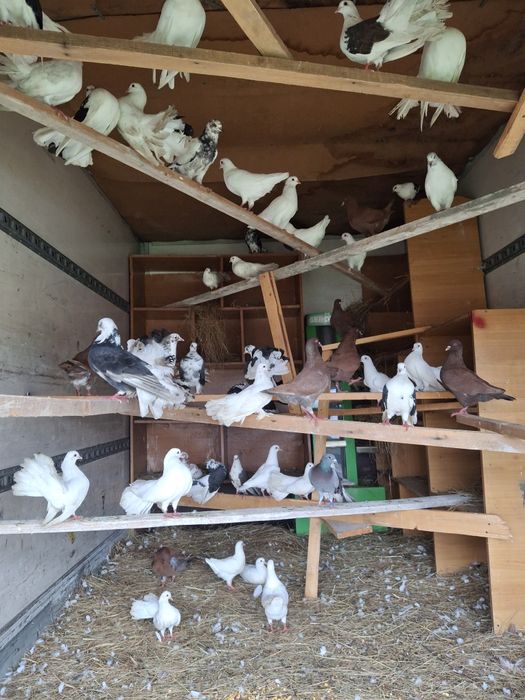 Lichidare Porumbei Kingi  și pava.