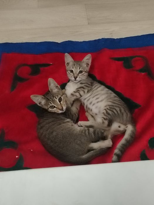 Бесплатно котята