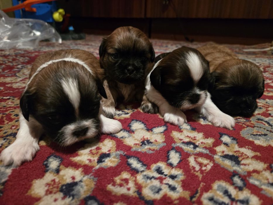 Ши тцу shi tzu shihtzu