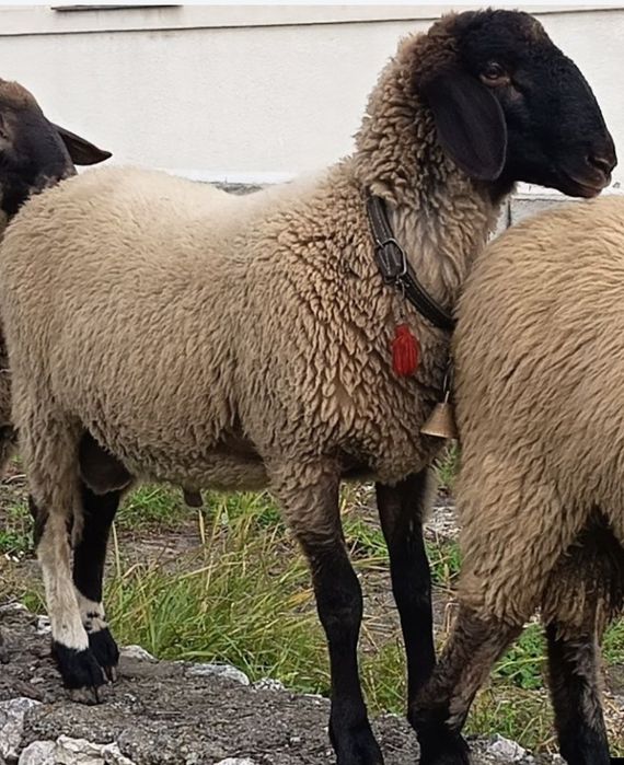 Vând un  berbecuț   de anul acesta, 2025