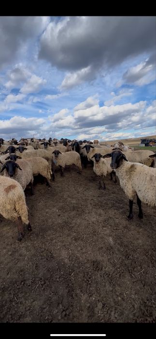 Oi de vanzare Berbeci Miei De rasa Productie proprie