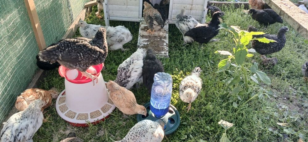 Puicute si cocosi mixt Australorp si alte rase de casai