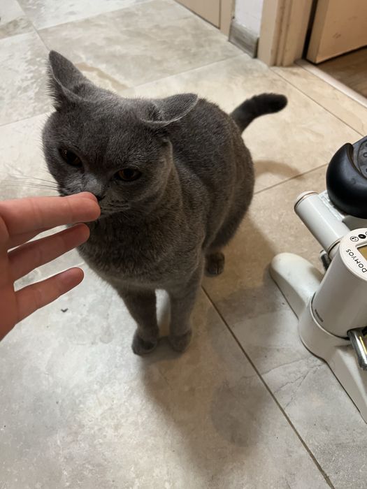 Сладка пухкава британка