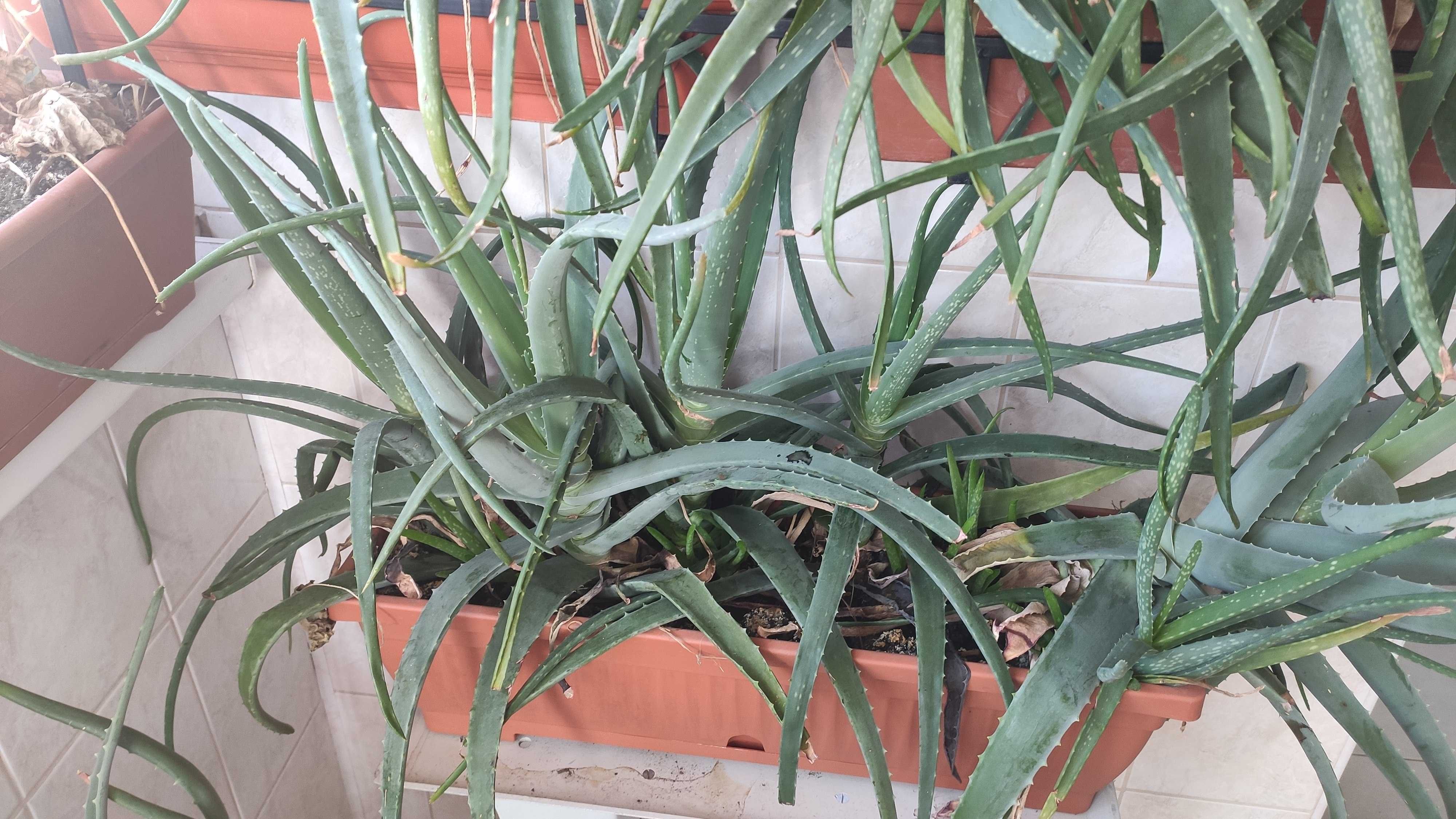 Jardinieră cu Aloe Vera Barbadensis Miller (diverse dimensiuni)