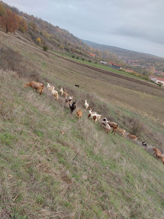 De vânzare 17 capre