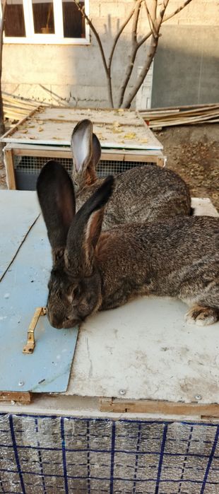 Фландир зот куен