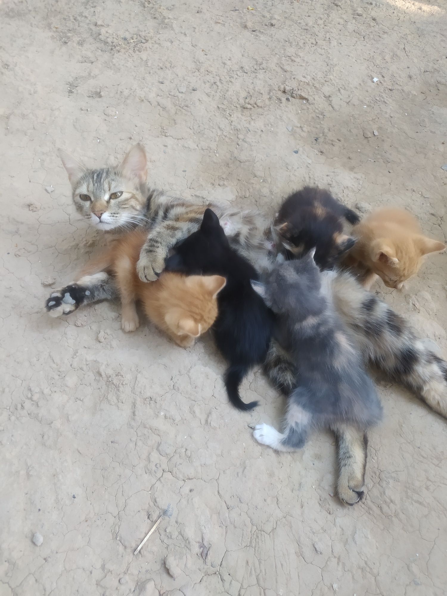 Кошка.мушук.кошка