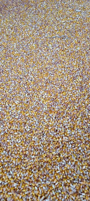 Vând porumb boabe 2025