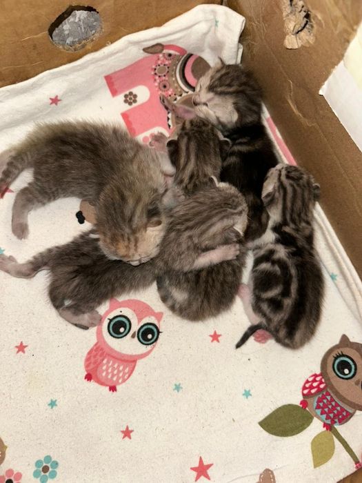 Продам чистокровных шотландских котят!