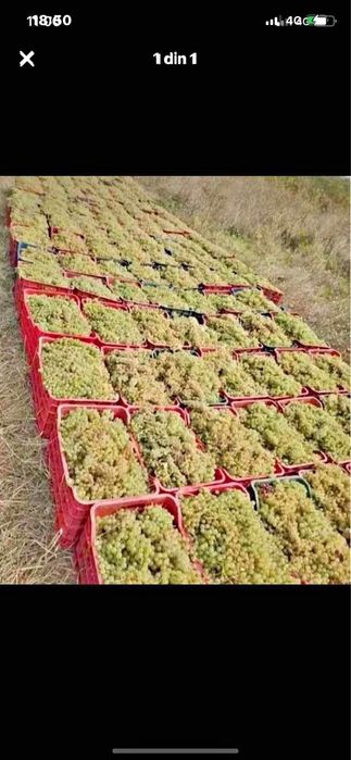 Vand struguri de vin orce soi productie 2025
