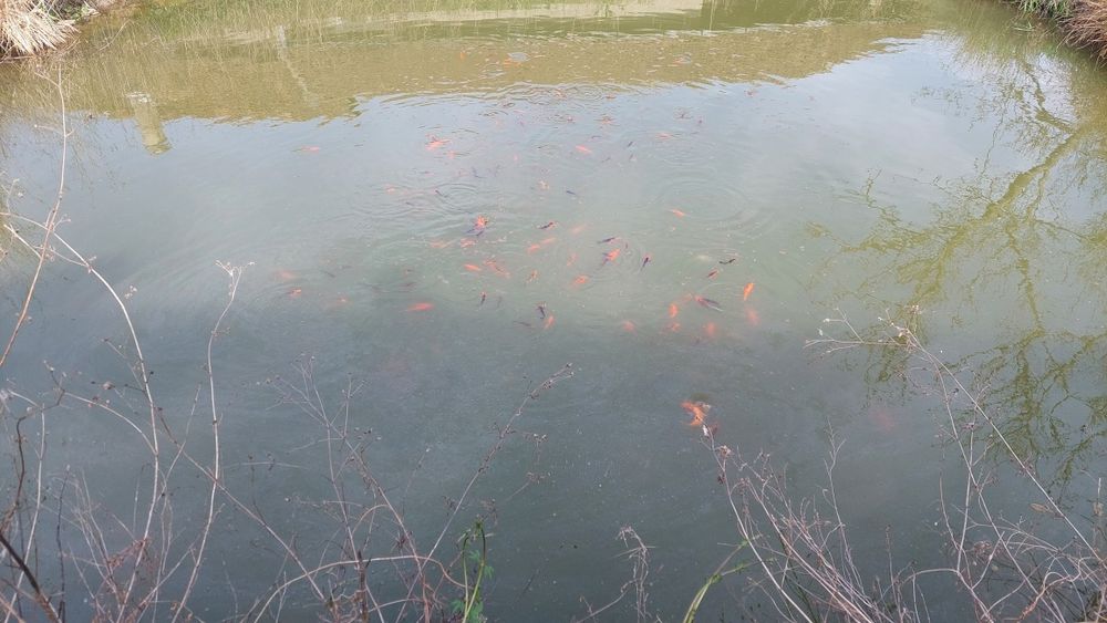 Crap koi puiet și adulti