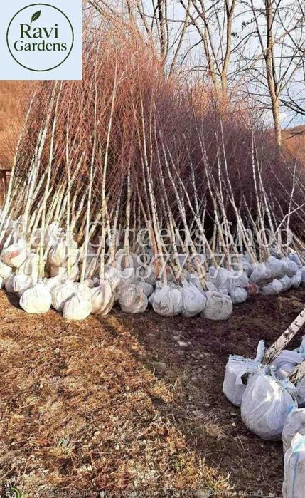 Arțar, Tei, Platan | Arbori de Umbrire | Poze Video Live