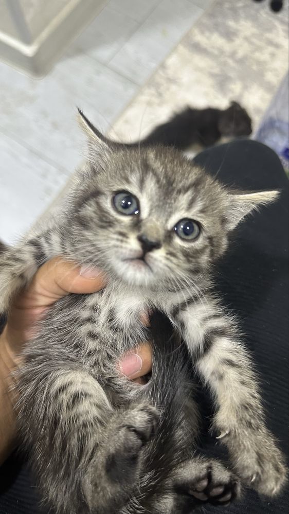 Продаю котенки шотландские выслоухие