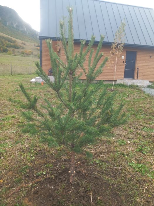 Pin Sylvestru, hymalaia/stejar roșu