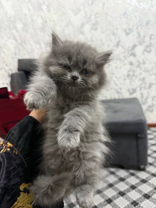 mushukchala sotiladiii!!!