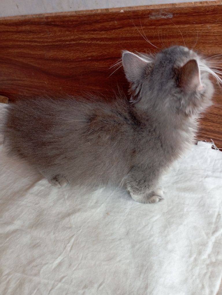 Котёнок Манчкин дев. 4 мес.