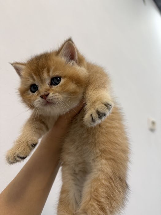 Британски късокосмести златни чинчили