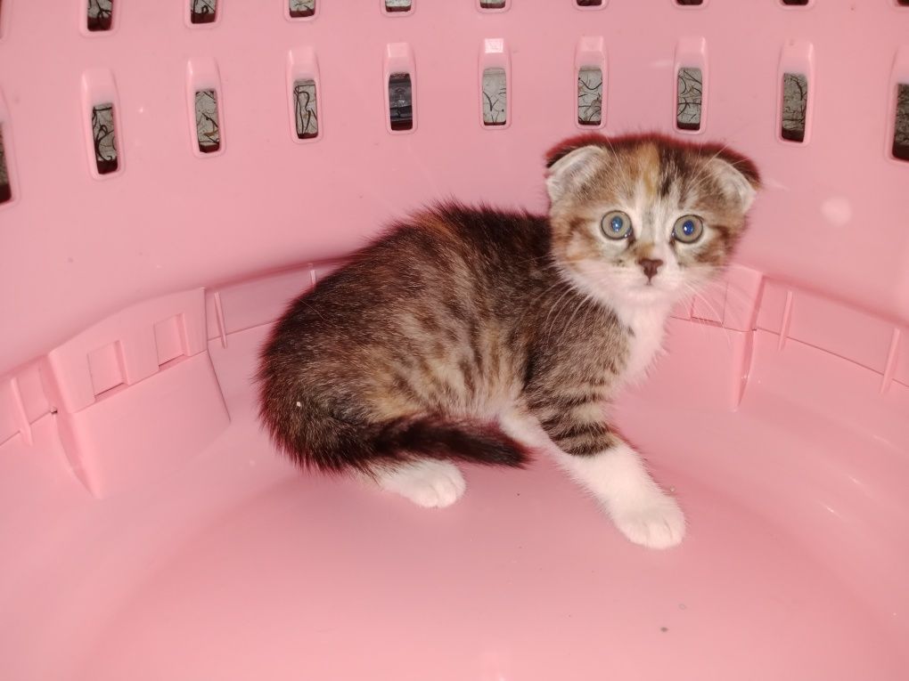 Котёнок вдвоём с мамой в одни руки