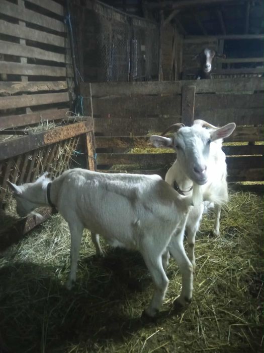 Продавам кози Пловдивско