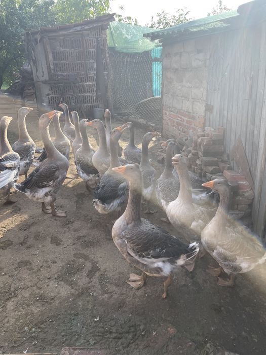 Rațe, cocosi, bibilici