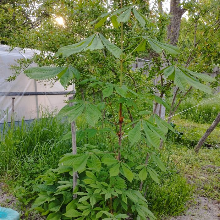 Продаю саженцы каштана
