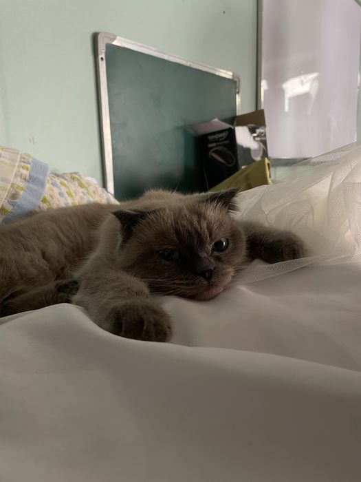 Сиамкая порода кошка