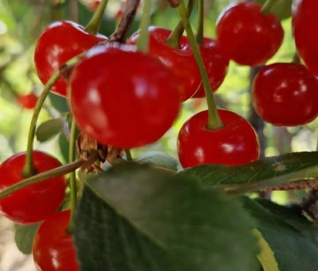 Продам черешню дачная