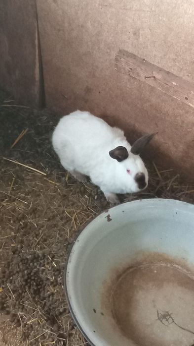 Iepuri prețul este fix pe kg