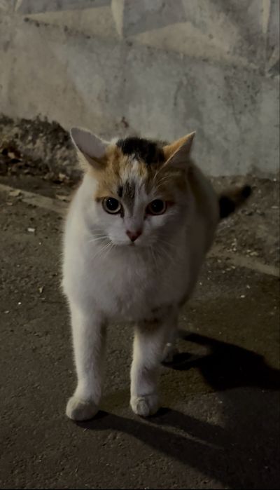 СРОЧНО нужны хозяева малышке