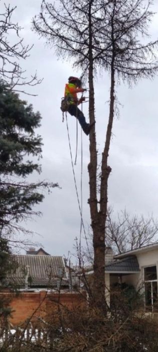 Спилим дерево любой сложности