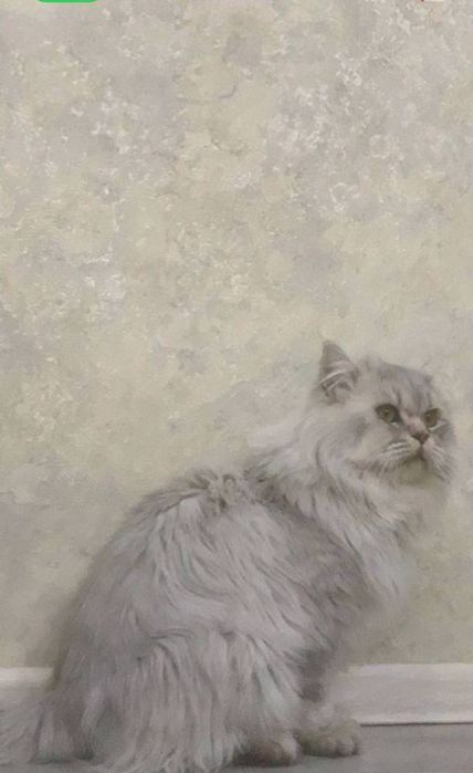 Срочно продаётся Сибирская шиншилла