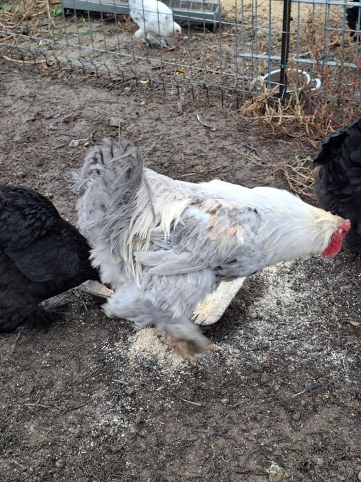 Vind gaini și cocoși brahma